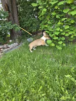 Sage, a female Pembroke Welsh Corgi for sale in Windsor, CO – 5 of 6