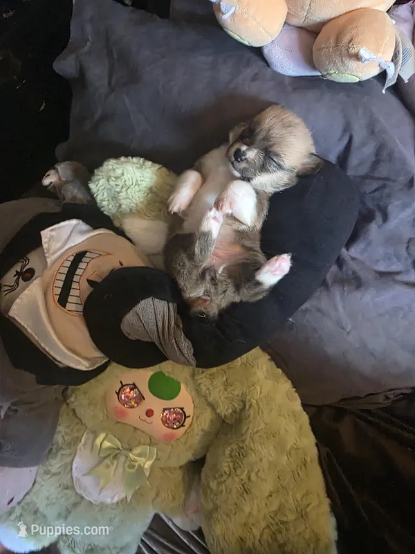 Candi – Pembroke Welsh Corgi puppy for sale in Windsor, CO