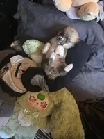 Candi, a female Pembroke Welsh Corgi for sale in Windsor, CO – Photo 1 of 3