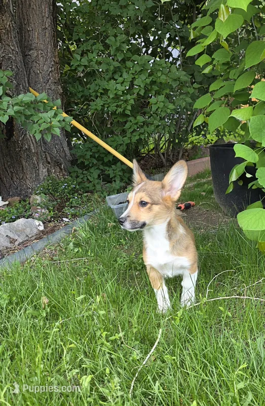 Sage – Pembroke Welsh Corgi puppy for sale in Windsor, CO