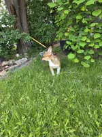 Sage, a female Pembroke Welsh Corgi for sale in Windsor, CO – 4 of 6