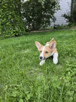 Lola, a female Pembroke Welsh Corgi for sale in Windsor, CO – 1 of 5