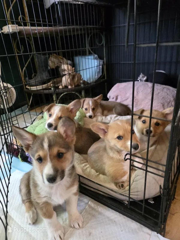 Cinnamon Bun – Pembroke Welsh Corgi puppy for sale in Windsor, CO