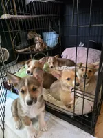 Cinnamon Bun, a female Pembroke Welsh Corgi for sale in Windsor, CO – Photo 1 of 3