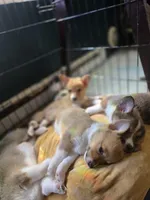 Cinnamon Bun, a female Pembroke Welsh Corgi for sale in Windsor, CO – Photo 3 of 3