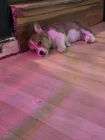 Cinnamon Bun, a female Pembroke Welsh Corgi for sale in Windsor, CO – Photo 2 of 3