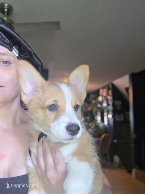 Magenta  – Pembroke Welsh Corgi puppy for sale in Windsor, CO
