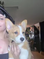 Magenta , a female Pembroke Welsh Corgi for sale in Windsor, CO – 1 of 2