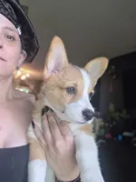 Magenta , a female Pembroke Welsh Corgi for sale in Windsor, CO – 2 of 2
