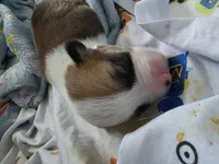 Buzz, a male Pembroke Welsh Corgi for sale in Windsor, CO – 2 of 3