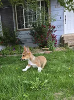 Sage, a female Pembroke Welsh Corgi for sale in Windsor, CO – 2 of 6