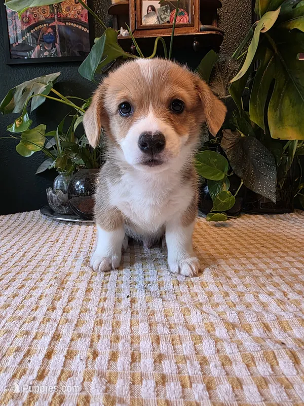 Sky – Pembroke Welsh Corgi puppy for sale in Windsor, CO