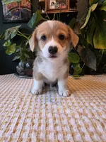 Sky, a male Pembroke Welsh Corgi for sale in Windsor, CO – 1 of 1