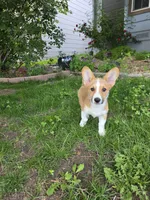 Lola, a female Pembroke Welsh Corgi for sale in Windsor, CO – 3 of 5