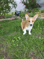 Lola, a female Pembroke Welsh Corgi for sale in Windsor, CO – 2 of 5