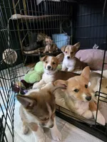 Candi, a female Pembroke Welsh Corgi for sale in Windsor, CO – Photo 2 of 3
