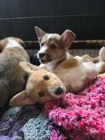 Candi, a female Pembroke Welsh Corgi for sale in Windsor, CO – Photo 3 of 3