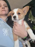 Honeybee, a female Pembroke Welsh Corgi for sale in Windsor, CO – Photo 4 of 4