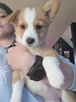 Honeybee, a female Pembroke Welsh Corgi for sale in Windsor, CO – Photo 1 of 4