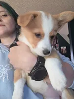 Honeybee, a female Pembroke Welsh Corgi for sale in Windsor, CO – Photo 3 of 4