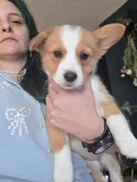 Honeybee, a female Pembroke Welsh Corgi for sale in Windsor, CO – Photo 2 of 4