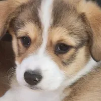 Hudson, a male Pembroke Welsh Corgi for sale in Windsor, CO – Photo 2 of 2