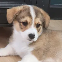 Hudson, a male Pembroke Welsh Corgi for sale in Windsor, CO – Photo 1 of 2