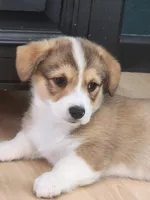 Hudson, a male Pembroke Welsh Corgi for sale in Windsor, CO – Photo 1 of 2