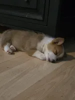 Fern, a female Pembroke Welsh Corgi for sale in Windsor, CO – 2 of 2