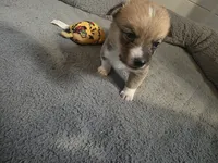 Cinnamon Bun, a  Pembroke Welsh Corgi for sale in Windsor, CO – Photo 2 of 2