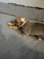 Cinnamon Bun, a  Pembroke Welsh Corgi for sale in Windsor, CO – Photo 1 of 2