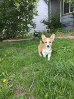 Lola, a female Pembroke Welsh Corgi for sale in Windsor, CO – 5 of 5