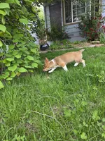 Sage, a female Pembroke Welsh Corgi for sale in Windsor, CO – 6 of 6