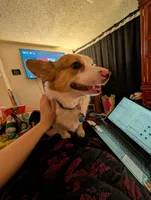 Pixel, a female Cardigan Welsh Corgi for sale in Windsor, CO – Photo 4 of 4