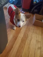 Pixel, a female Cardigan Welsh Corgi for sale in Windsor, CO – Photo 2 of 4