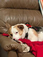 Pixel, a female Cardigan Welsh Corgi for sale in Windsor, CO – Photo 3 of 4