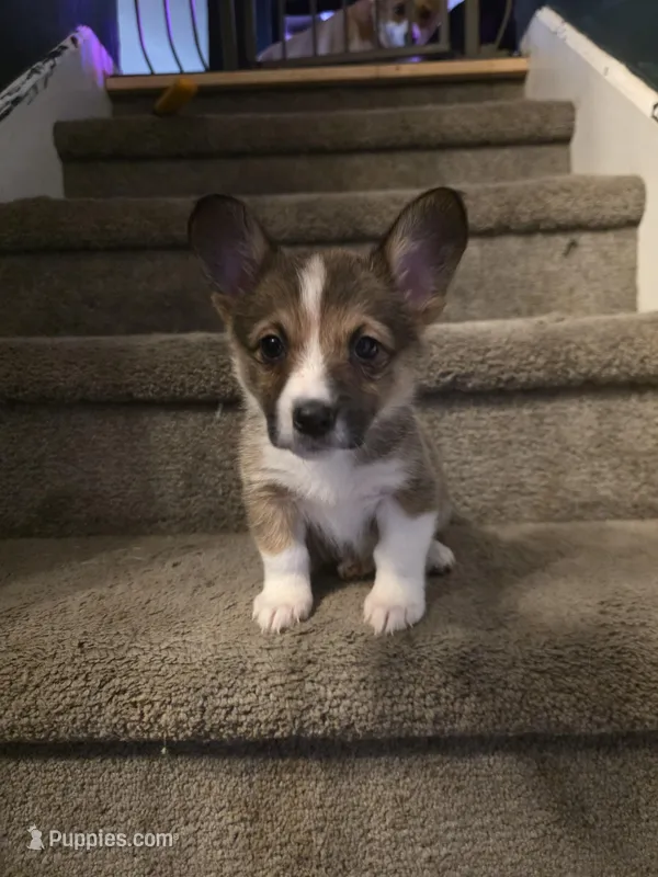 Marcy – Pembroke Welsh Corgi puppy for sale in Windsor, CO