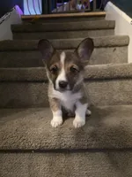 Marcy, a female Pembroke Welsh Corgi for sale in Windsor, CO – Photo 1 of 5