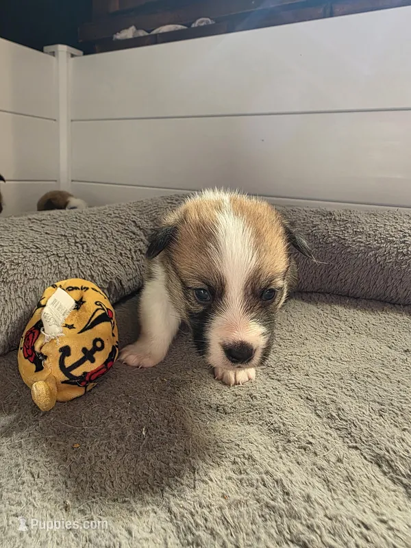 Marcy – Pembroke Welsh Corgi puppy for sale in Windsor, CO