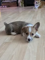 Marcy, a female Pembroke Welsh Corgi for sale in Windsor, CO – Photo 2 of 5