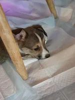 Marcy, a female Pembroke Welsh Corgi for sale in Windsor, CO – Photo 4 of 5