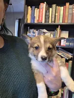 Marcy, a female Pembroke Welsh Corgi for sale in Windsor, CO – Photo 3 of 5