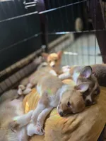 Marcy, a female Pembroke Welsh Corgi for sale in Windsor, CO – Photo 5 of 5