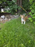 Sage, a female Pembroke Welsh Corgi for sale in Windsor, CO – 3 of 6