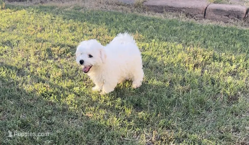 Luna – Bichon Frise puppy for sale in Weatherford, OK