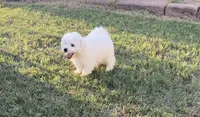 Luna, a female Bichon Frise for sale in Weatherford, OK – 1 of 2