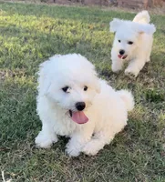 Luna, a female Bichon Frise for sale in Weatherford, OK – 2 of 2
