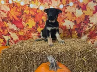 Buck, a male German Shepherd Dog for sale in Orwell, OH – 2 of 7