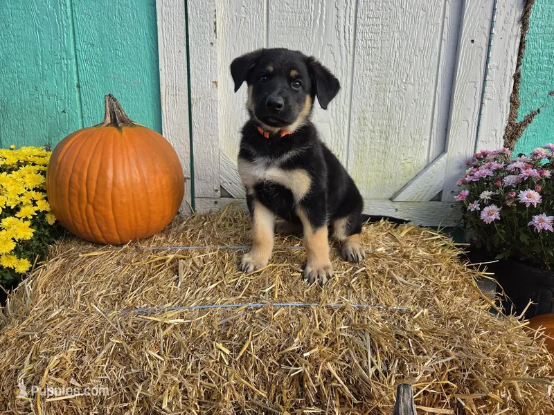 Mac – German Shepherd Dog puppy for sale in Orwell, OH