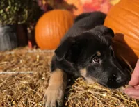 Buck, a male German Shepherd Dog for sale in Orwell, OH – 1 of 7